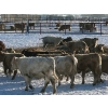 Image 4 : Pleasant View Farms - 860# February Weaned Steers - 125 Head (Irma, AB)