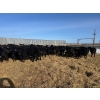 Image 4 : 6U Cattle Company - 840# February Delivery Heifers - 150 Head (Manning, AB)