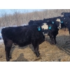 Image 8 : Double X Management - 46 1st - 4th Calvers (Langruth, MB)