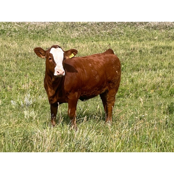 Bar M Cattle Ltd - 675# November Delivery Heifer Calves - 90 Head (Sibbald, AB)