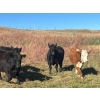 Image 4 : Bircham Ranch - 1025# October Delivery Grass Heifers - 58 Head (Piapot, SK)