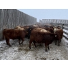 Image 6 : Regehr Land & Cattle - 850# March Weaned Steers - 70 Head (Linden, AB) VBP+