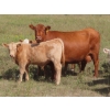 Image 7 : Bar T Livestock - 535# October Delivery Steer Calves - 115 Head (Earl Grey, SK)