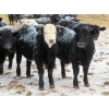 Image 7 : Martin DeVos - 735# March Delivery Steers - 164 Head (Fork River, MB)