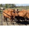 Image 4 : Garth & Theresa Kauppi - 1325# September Delivery Heiferettes - 25 Head (Eckville, AB)