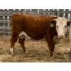 Image 7 : Kelndorfer Farms - 34 2nd & 3rd Calf Red/RBF/RWF Bred Cows (Killam, AB)