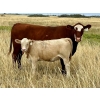 Image 5 : Kokay Farms Ltd. - 660# Heifer Calves - 45 Head (Rosemary, AB)