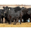 Image 10 : Leon Torkelson - 30 Black Replacement Heifers (Millicent, AB)