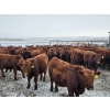 Image 5 : Patzer Ranch Ltd. - 715# December Delivery Weaned Steers - 70 Head (Waldek, SK) VBP+