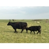 Image 22 : Malarky Farms - 35 Black/Black X Cow/Calf Pairs (Newdale, MB)