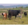 Image 6 : Cam Taylor/Trevor Campbell - 515# November Delivery Steer Calves - 180 Head (Wolseley, SK)