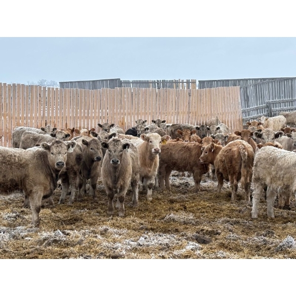 Franklin Cattle Co. - 650# February Delivery Heifers - 95 Head (Grenfell, SK)