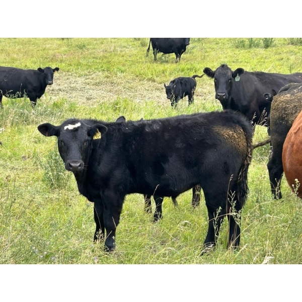 Running M Farms - 560# November Delivery Steer Calves - 30 Head (Airdrie, AB)