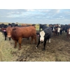 Image 5 : Edgar's Custom Farming Ltd. - 1025# October Delivery Grass Heifers - 104 Head (Elkhorn, MB)