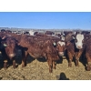 Image 2 : C.O. Johnson & Sons Ranches - 869# February Delivery Steers - 104 Head (Scandia, AB) VBP+
