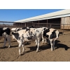 Image 2 : Wavy Lake Farming Co. - 630# Holstein Steers - 8 Head (Stettler, AB)