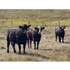 Image 4 : Terry Hines Livestock - 25 Black Angus X Bred Heifers (Marwayne, AB)
