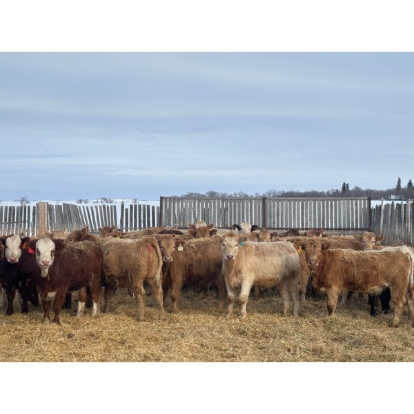Clayton & Bailey Smith, Austin Hines - 1020# September Delivery Grass Heifers - 300 Head 