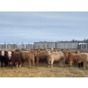 Image 1 : Clayton & Bailey Smith, Austin Hines - 1020# September Delivery Grass Heifers - 300 Head 