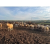Image 2 : Cross Bar Ranch - 1000# July Delivery Heifers - 55 Head (Consort, AB)