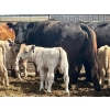 Image 3 : Blue Moon Cattle Co. - 32 Black X Pairs (Irricana, AB)
