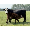 Image 6 : Jordan, Beau & Tom Jackson - 580# October Delivery Steer Calves - 85 Head (Sundre, AB)