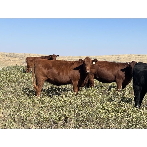 Ranch 71 Ltd. (Mark & Deb Osadczuk) - 14 Red/BWF Heifers 142 Red & Black Cows *HERD REDUCTION*