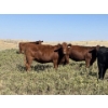 Image 1 : Ranch 71 Ltd. (Mark & Deb Osadczuk) - 14 Red/BWF Heifers 142 Red & Black Cows *HERD REDUCTION*