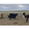 Image 5 : Linthicum Ranch - 550# October Delivery Steer Calves - 110 Head (Glentworth, SK)