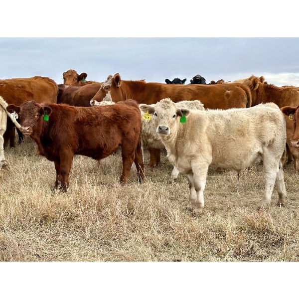 Bar T Farms - 610# November Delivery Steer Calves - 65 Head (Acme, AB) VBP+