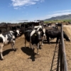 Image 2 : Idaho Dairies/Ranches - 53 Mixed (Burley, ID)