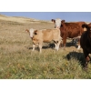 Image 6 : Logan Brothers (Rod, Barry & Bruce) - 630# October Delivery Steer Calves - 85 Head (Oyen, AB)