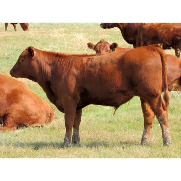 Henrickson Ranch & TC Farms  - 590# November Delivery Steer Calves - 95 Head (Patricia, AB)