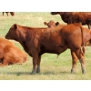 Image 1 : Henrickson Ranch & TC Farms  - 590# November Delivery Steer Calves - 95 Head (Patricia, AB)