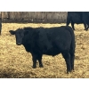 Image 4 : Jarokosky Farms - 900# March Delivery Steers - 138 Head (Lethbridge, AB)