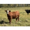 Image 4 : McIntosh Ranch - 1025# September Delivery Grass Steers - 58 Head (Eriksdale, MB)