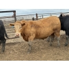 Image 4 : Birch Island Land & Cattle - 1050# June/July Delivery Steers - 114 Head (Rhein, SK)