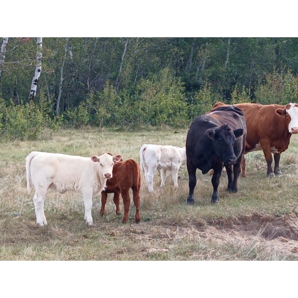 Donna & Owen Weekes  - 7 Cow/Calf Pairs (Biggar, SK)