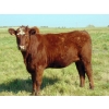 Image 10 : Sandy Loree - 22 Red Brockle/Red Baldie Bred Heifers (Olds, AB)