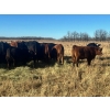 Image 4 : Stellar Farms - 700# November Steer Calves - 172 Head (Moosehorn, MB) VBP+