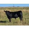 Image 3 : CC Farming Company - 680# October Delivery Steer Calves - 170 Head (Cayley, AB)