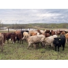 Image 4 : Harvie Holowaychuck - 925# Sept/Oct Delivery Heifers - 200 Head (Marwayne, AB)