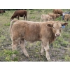 Image 4 : Pat Muehlen/Dave Johnson/L+ Ranch - 565# October Delivery Steer Calves - 105 Head (Vanderhoof, BC)