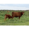 Image 6 : Malarky Farms - 35 Red/Red X Cow/Calf Pairs (Newdale, MB)