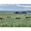 Image 3 : Lazy T Ranch - 1025# August Delivery Grass Heifers - 240 Head (Indian Head, SK) 