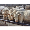 Image 2 : Cederlea Farms - 725# October Delivery Weaned Steers - 70 Head (Hodgeville, SK) VBP+