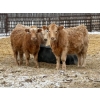 Image 4 : Winn Man Farms - 720# March Delivery Heifers - 254 Head (Winnipegosis, MB)
