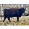 Image 8 : Blue Moon Cattle Co. - 800# March Delivery Weaned Heifers - 60 Head (Irricana, AB)