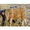 Image 3 : Copperfield Farming - 710# January Weaned Steers - 80 Head (Vauxhall, AB)