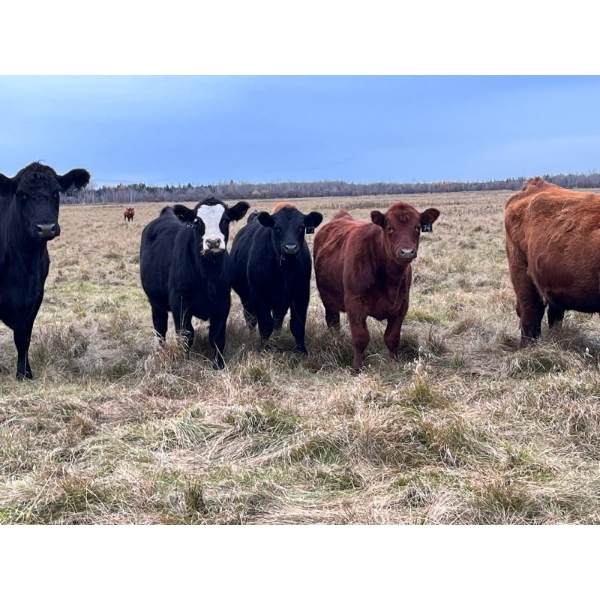 Eastligt Farms - 750# November Steer Calves - 85 Head (Jarvie, AB)